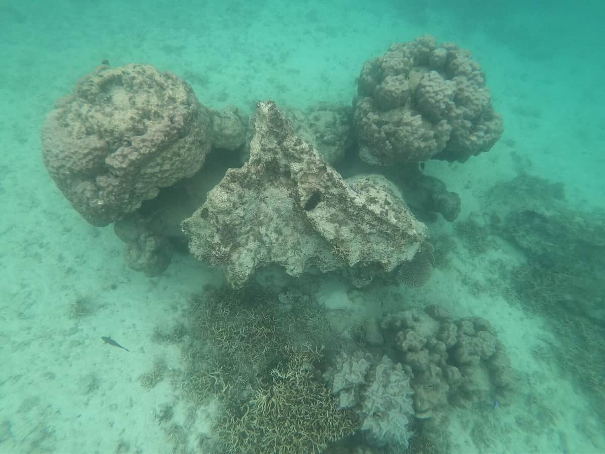 岩のように見えるテーブルサンゴ