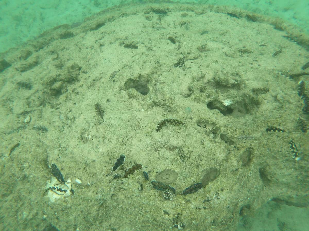 至る所に見られる「波打つ線」は、岩に埋まっているシャコ貝