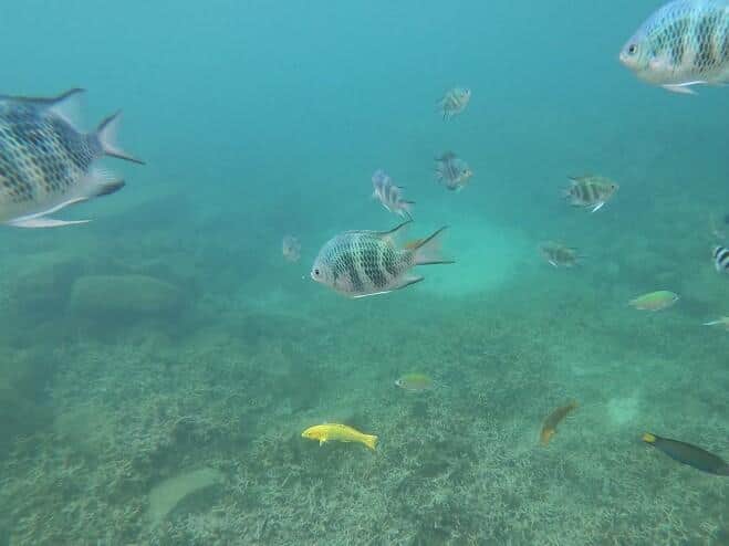 人に慣れているためか、魚が近くに来てくれる