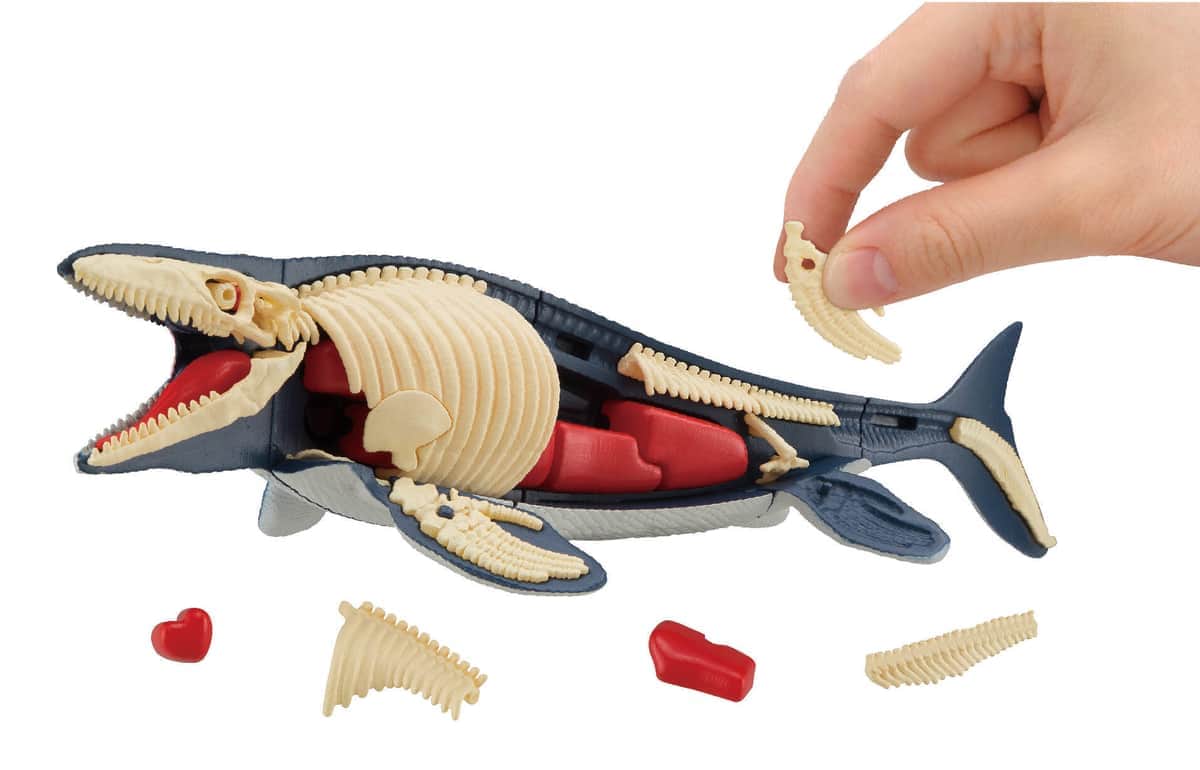 恐竜「モササウルス」立体パズル　部位パーツを組み立てて「復元」