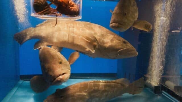 憧れのクエ　三谷勇さんが博学を駆使して授ける釣り人への助言