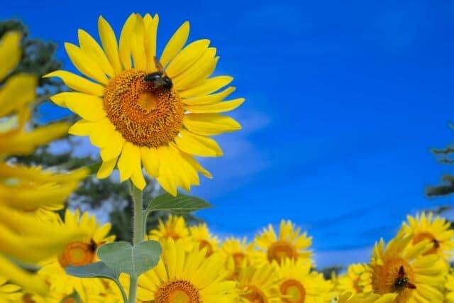 ウクライナ支援、企業も取り組む　「通販生活」は「国境なき医師団」に寄付