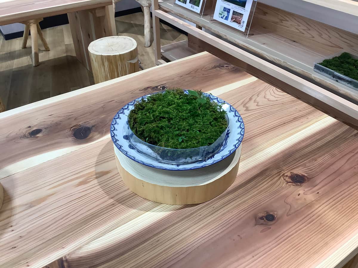 コケの世話をするひとときを、気分転換に