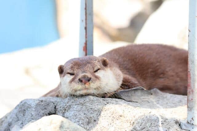 W杯ドイツ戦「日本の勝ち」動物たちが当てた　カワウソにラクダ、ペンギンも