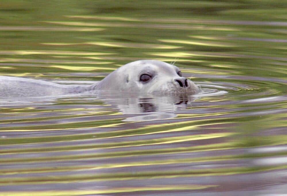 クジラ「淀ちゃん」で思い出す「タマちゃん」　20年前に現れた珍客のその後
