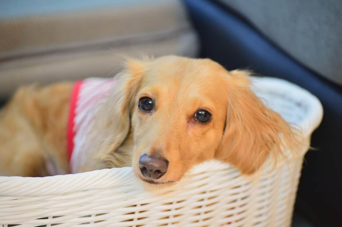 愛犬の留守番時間もっと快適に　カメラ機能付き音楽アプリ「オトとりっぷ」