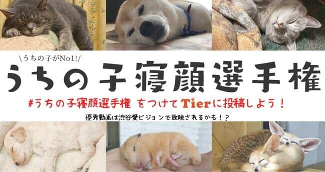 かわいい動物の寝顔が渋谷の大型ビジョンに　「うちの子寝顔選手権」