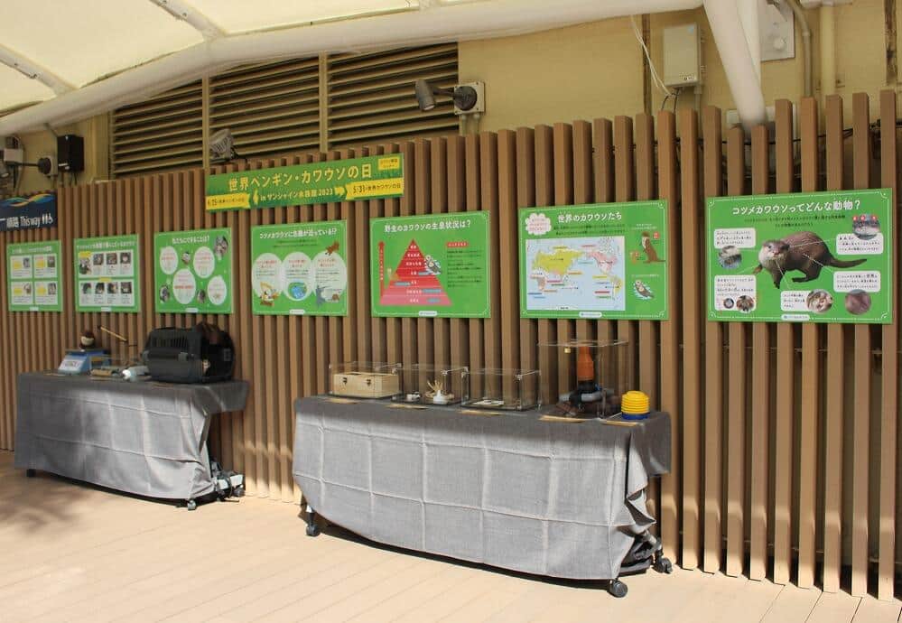 カワウソ「かわいい」で終わらせない　サンシャイン水族館が伝えたい真の姿