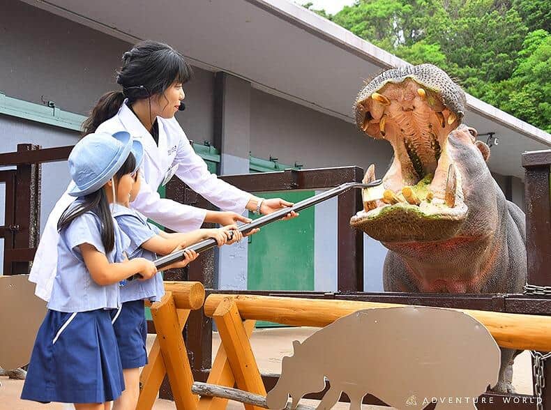 期間限定でカバの歯磨きパンを販売する