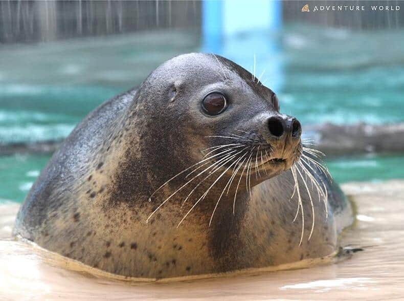 飼育スタッフが、アザラシの生態や生息地で起きている環境問題について解説し、人の生活がアザラシたちの生活に与える影響について一緒に考える