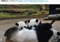 双子パンダもう１歳、上野動物園で来月誕生会　参加条件に「こりゃダメだ」（スッキリ）