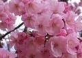 桜中継に「全力」　阿部祐二リポーターが今年「ほくそ笑んで」いるワケ