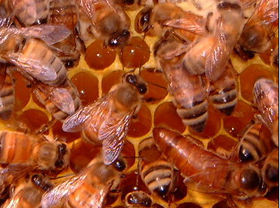 ＜1年前のワイドショー＞ミツバチ大群が街中ブンブン！4月は巣分かれシーズン