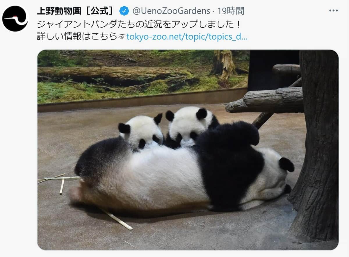 パンダたちの近況をアップしている上野動物園の公式ツイッター