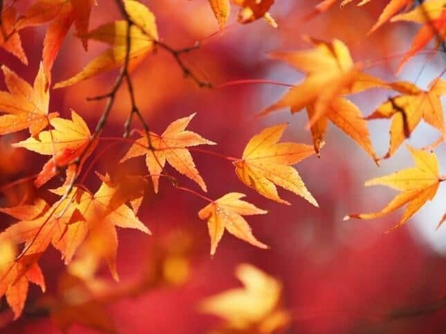 日本の紅葉に外国人観光客ウットリ　杉山愛が感じたヨーロッパの秋との違い