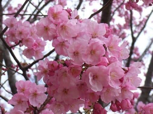 早咲き桜に大勢の観光客　羽鳥慎一が伝えた「混乱」ぶり