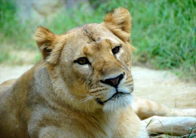ライオン2頭がコロナ感染死、国内動物園では初　飼い猫は大丈夫か（THE TIME，）