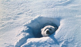 「北極のナヌー」10年かけて撮影「白くま」ドキュメンタリー