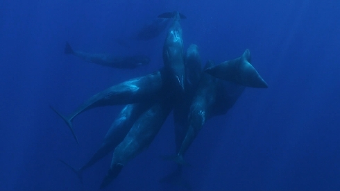 地中海で撮影成功！マッコウクジラ出産の瞬間―生まれた赤ちゃん助ける仲間たち
